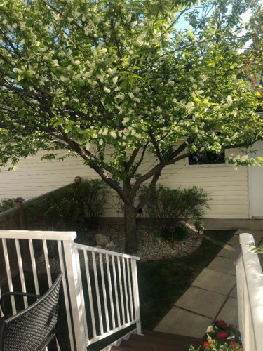 119 Citadel Lane Nw, Calgary, AB - Outdoor