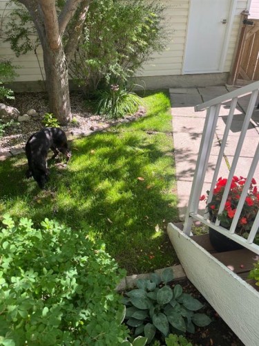 119 Citadel Lane Nw, Calgary, AB - Outdoor