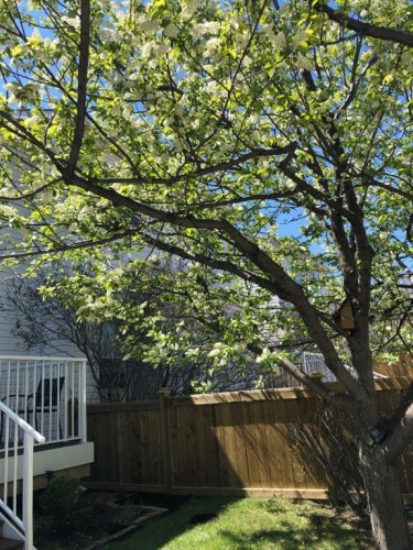 119 Citadel Lane Nw, Calgary, AB - Outdoor