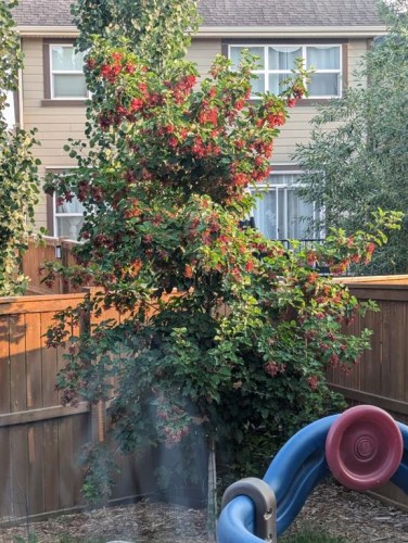 156 Masters Rise Se, Calgary, AB - Outdoor