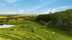 402 Avenue Rural Foothills County, AB T1V 2E0