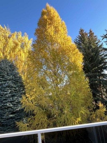 240 Varsity Estates Terrace Nw, Calgary, AB - Outdoor With View