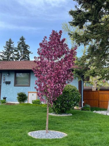 7304 35 Avenue Nw, Calgary, AB - Outdoor