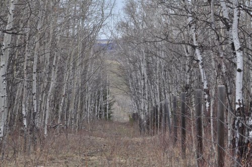 - -, Millarville, AB 