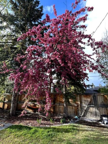 48 Waterloo Drive Sw, Calgary, AB - Outdoor