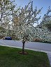 143 Cranleigh Gardens Se, Calgary, AB 