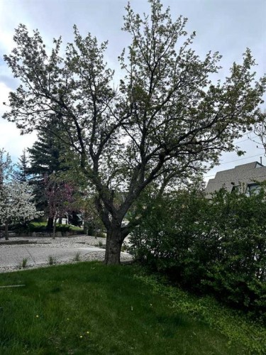 4538 Montgomery Avenue Nw, Calgary, AB - Outdoor