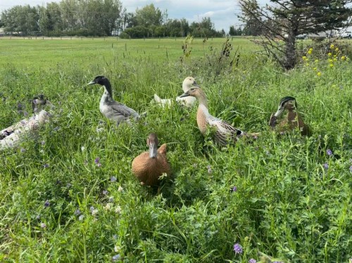 3-31035 Range Road 281, Rural Mountain View County, AB - Outdoor