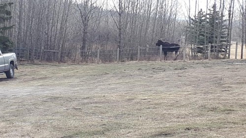 14 Nagway Court, Rural Rocky View County, AB 