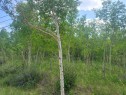 24166 Old Banff Coach Road, Rural Rocky View County, AB 