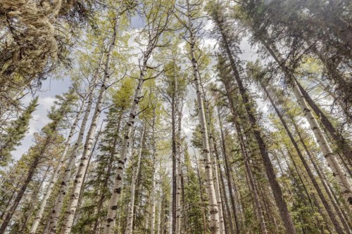 41 Elk Valley Crescent, Bragg Creek, AB - Outdoor With View