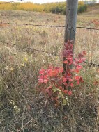 96 Street WESTRural Foothills County, AB T1S 3K4