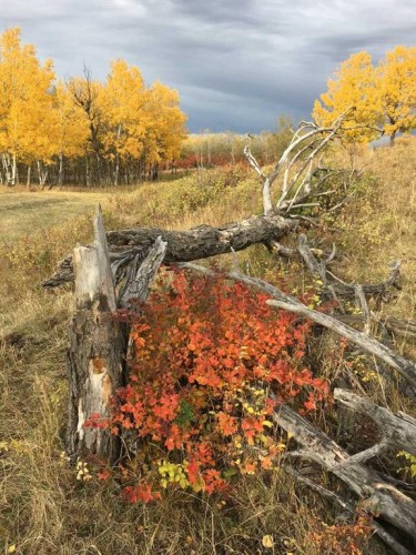 96 Street West, Rural Foothills County, AB 