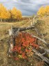 96 Street West, Rural Foothills County, AB 