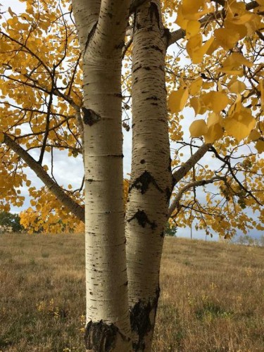 96 Street West, Rural Foothills County, AB 