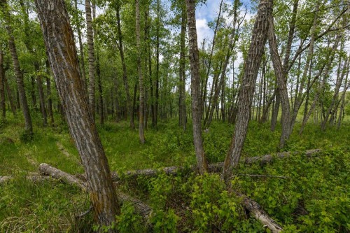 16-30480 Range Road 12, Rural Mountain View County, AB - Outdoor With View