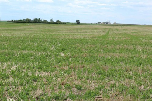 Rr 262, Rural Vulcan County, AB 