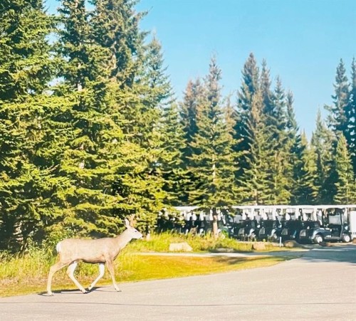32351 Range Road 55, Rural Mountain View County, AB 