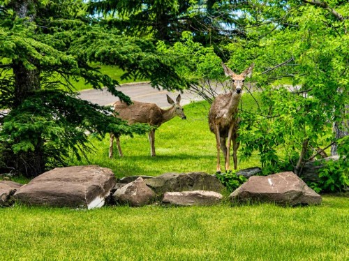 6 Cambria Place, Strathmore, AB 
