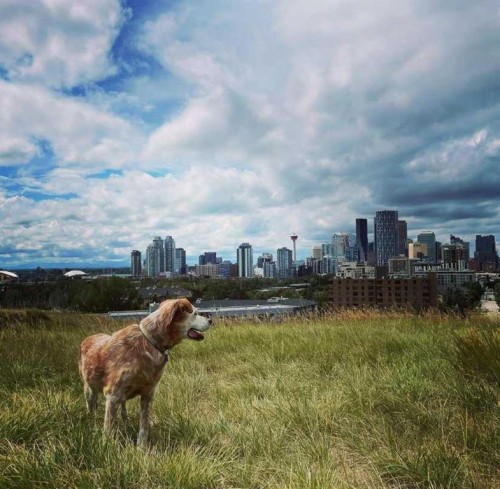 521 10 Avenue Ne, Calgary, AB 