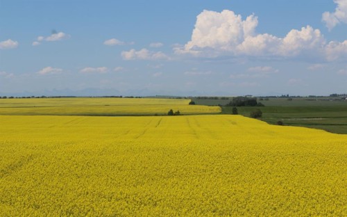 412 Harrison Court, Crossfield, AB - Outdoor With View