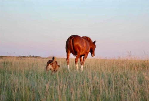 272079 Highway 547, Rural Foothills County, AB 